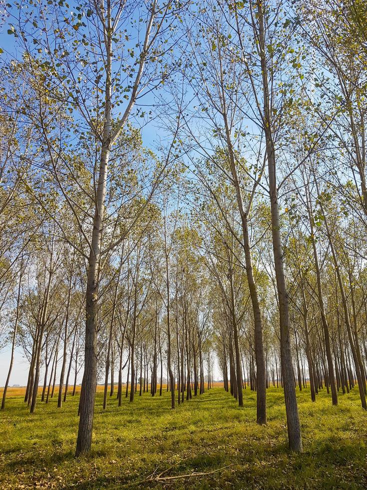 Beautiful background of young forest trees and grass photo