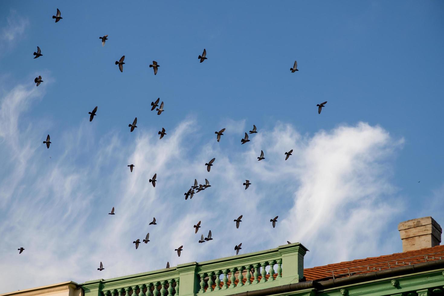 Flock of pigeons flying on clear blue sky photo