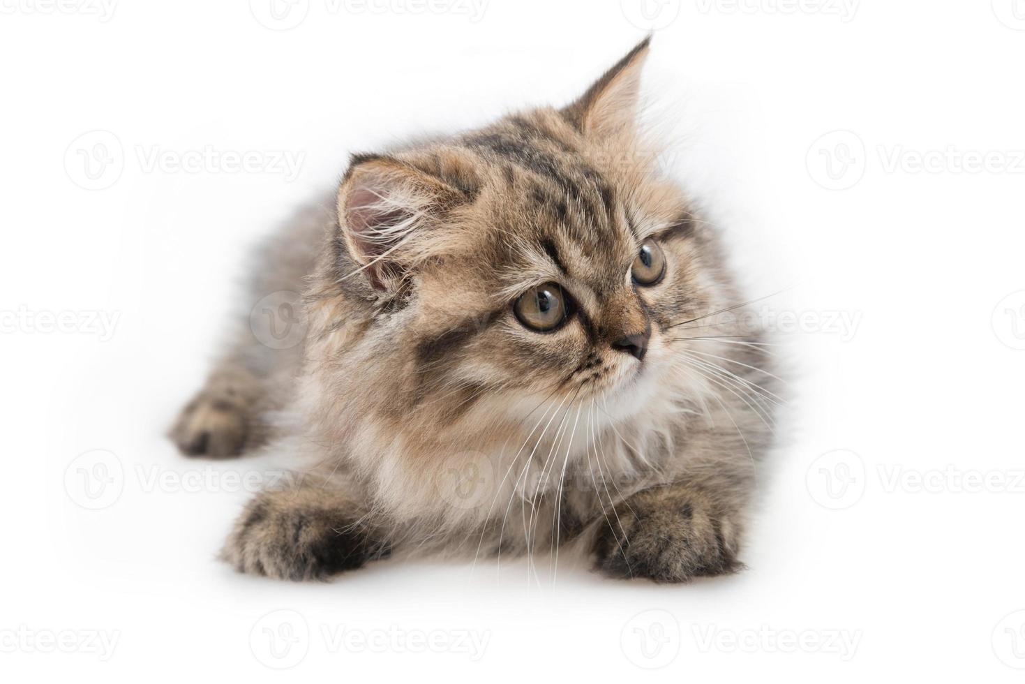 Cute tabby kitten isolated on white photo