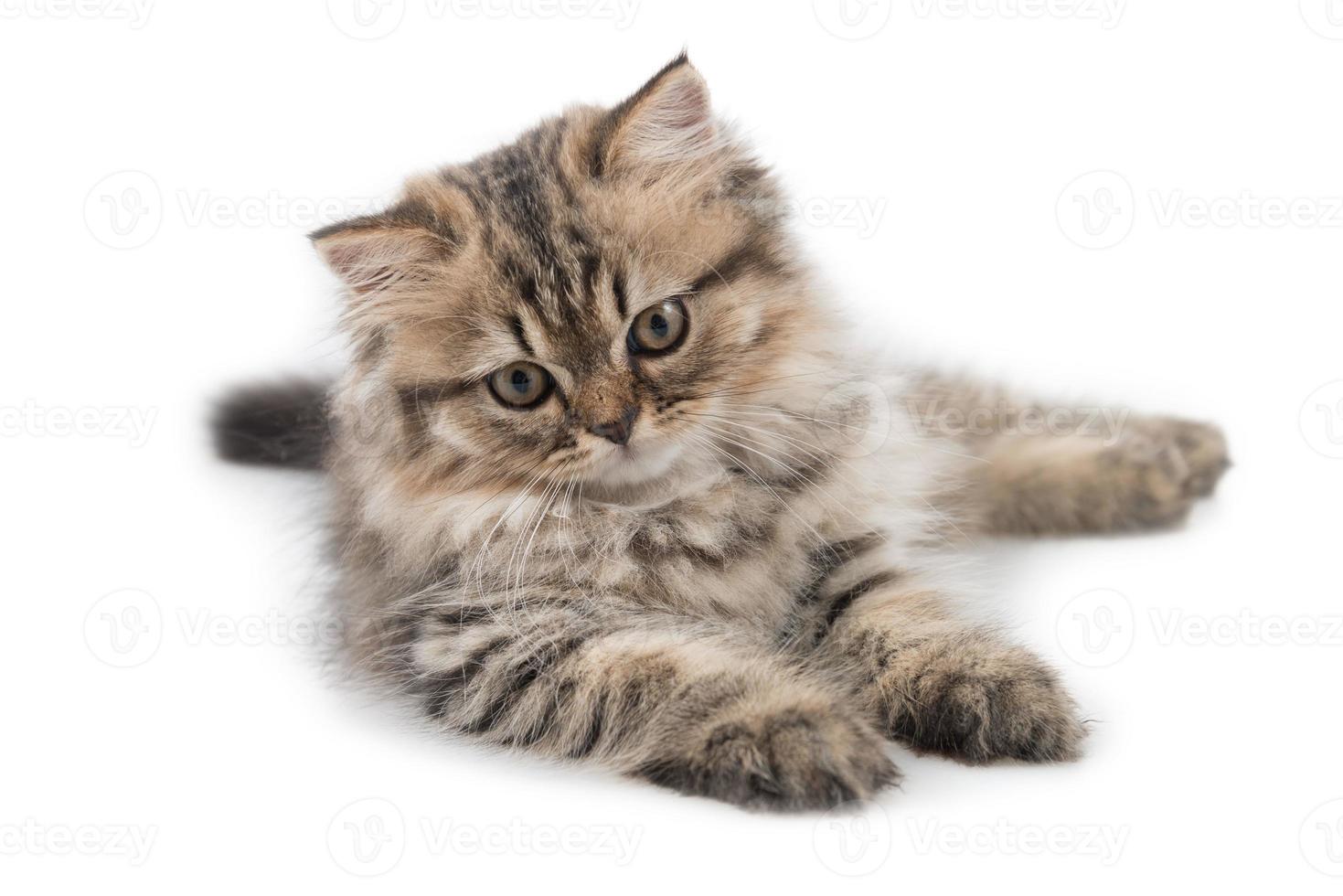 Cute tabby kitten on white background photo