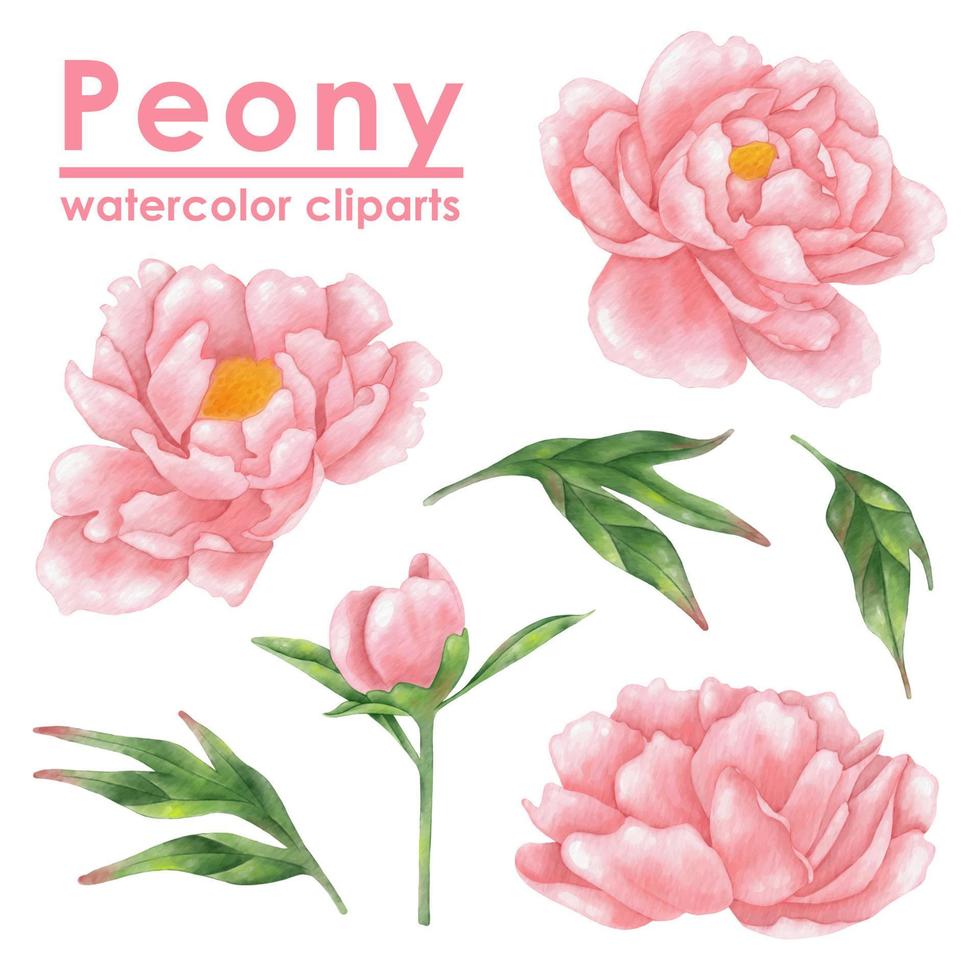 rosa peonía flor acuarela clipart dibujado a mano ilustración vector