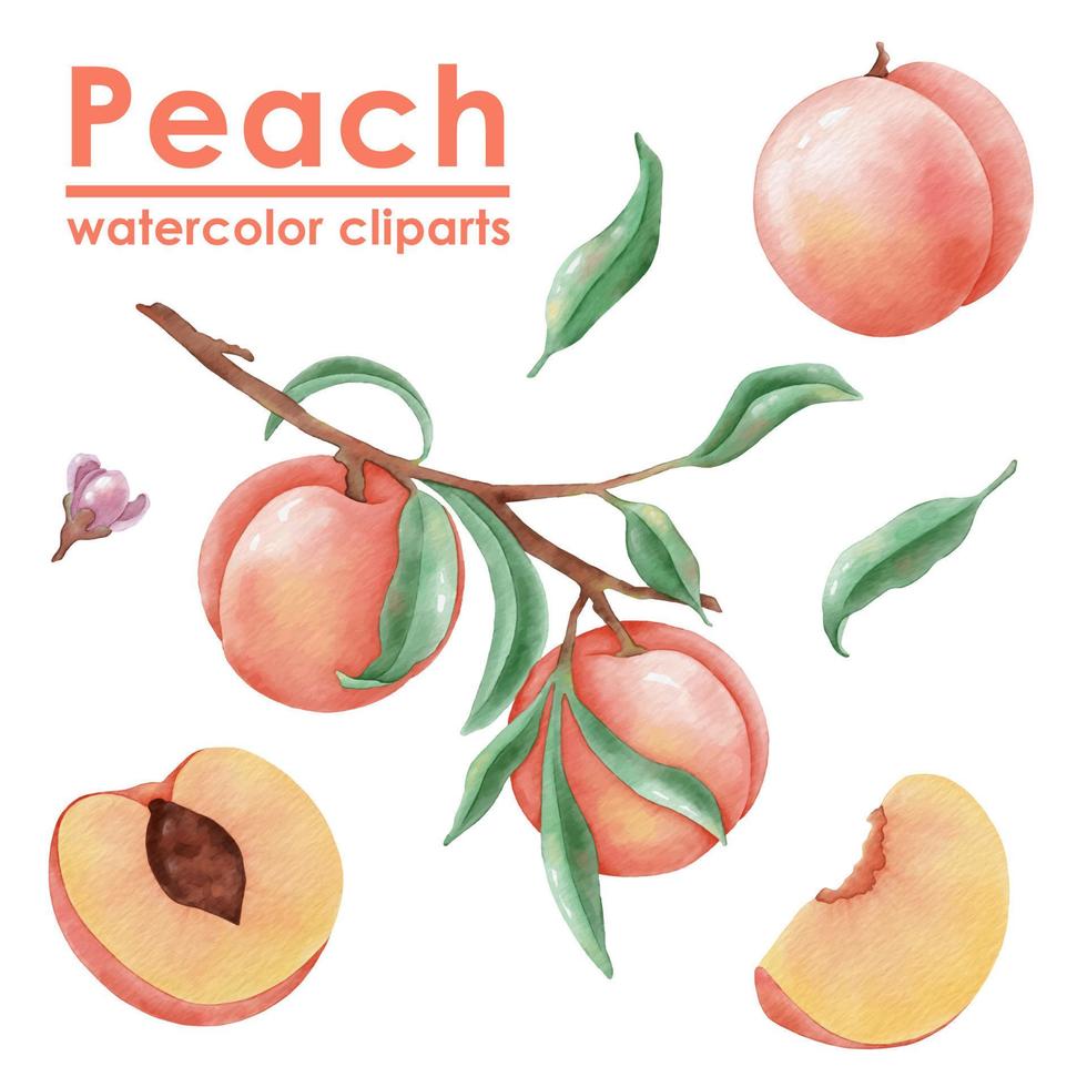 Peach Watercolor Clipart Hand-drawn Illustration vector