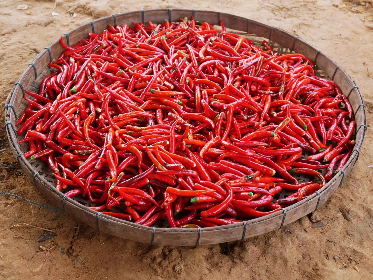 The top view of dried red chillies. Spicy flavor. Used for seasoning curry and tom yum. photo