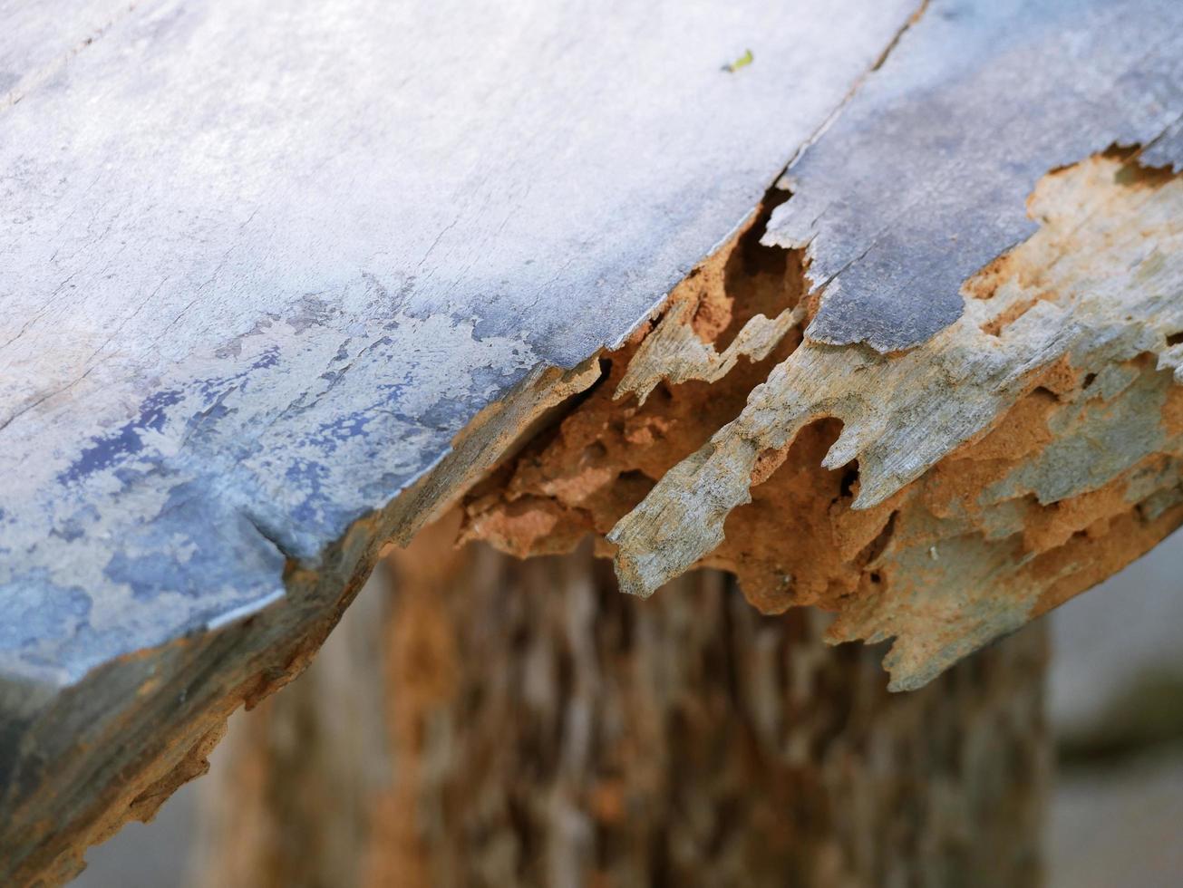 Wood that has been damaged by a lot of termites. photo