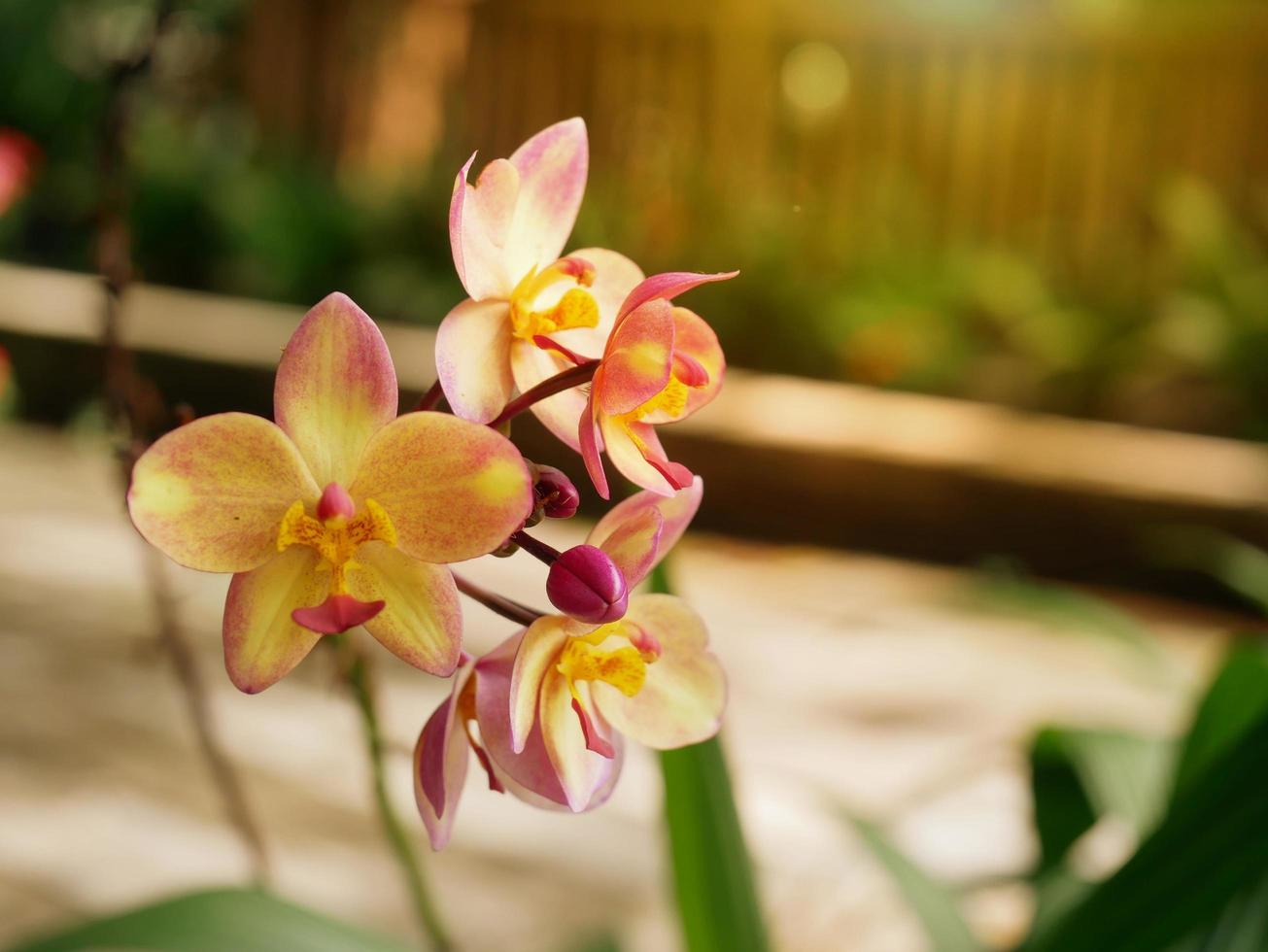 The flowers are blooming, yellow and purple. photo