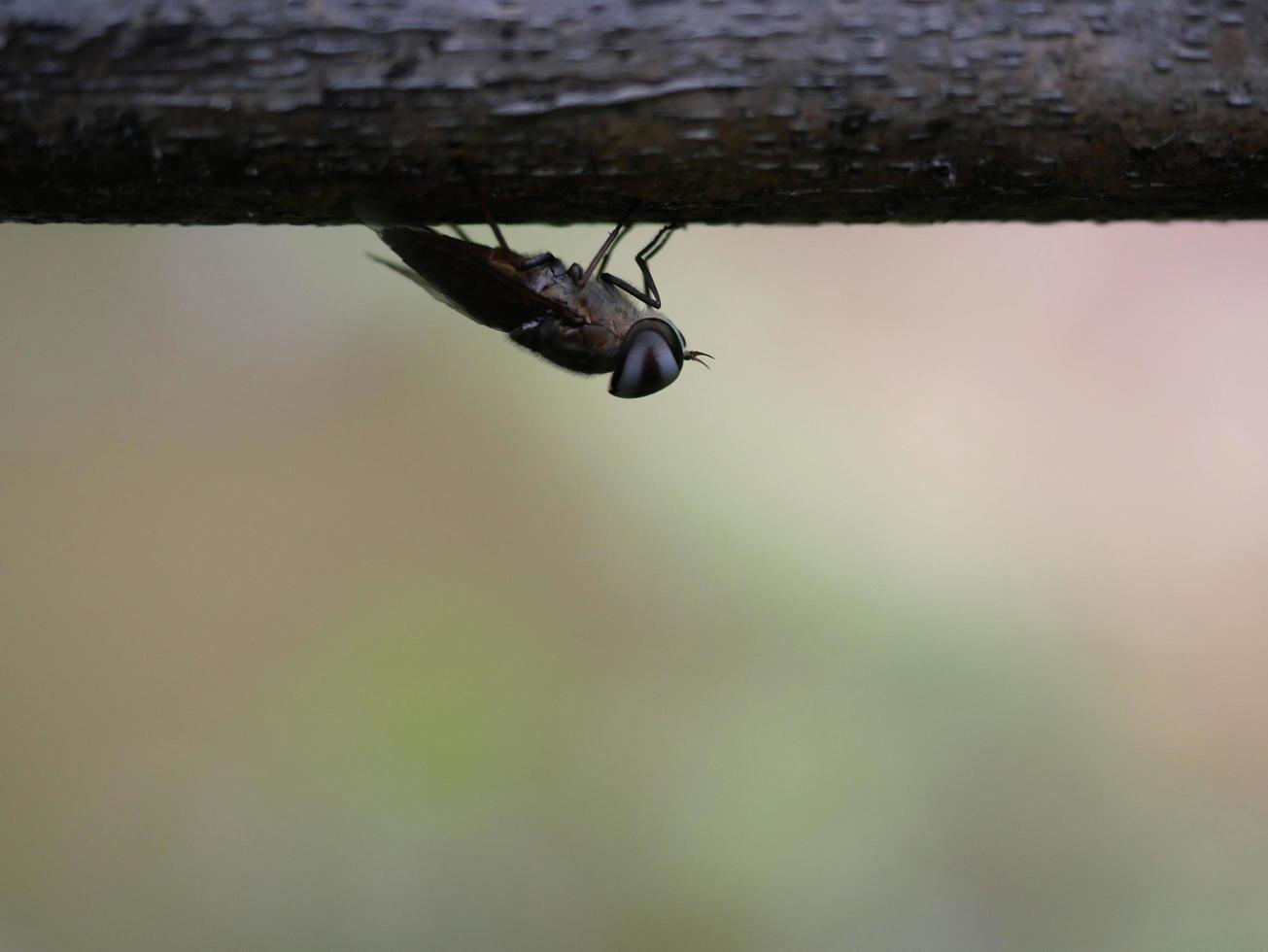 un insecto se está enganchando en una rama con la cabeza colgando hacia abajo. foto