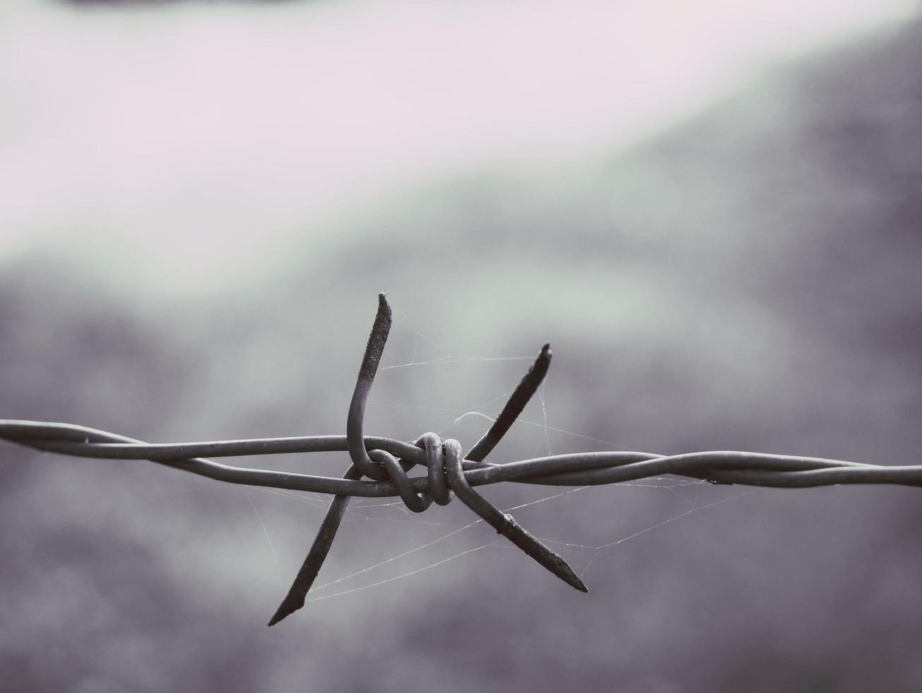 The barbed wire has a spider web on it. photo