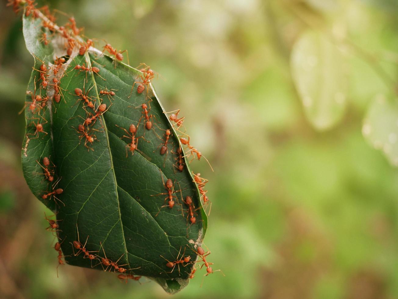 The naturally occurring red ant nest is full of red ants. photo