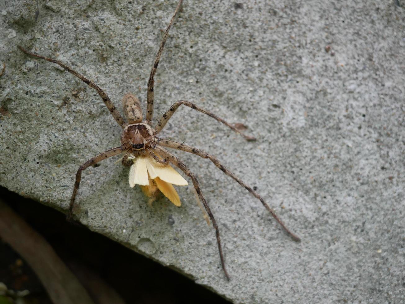 The brown spider grabs its prey for food. photo