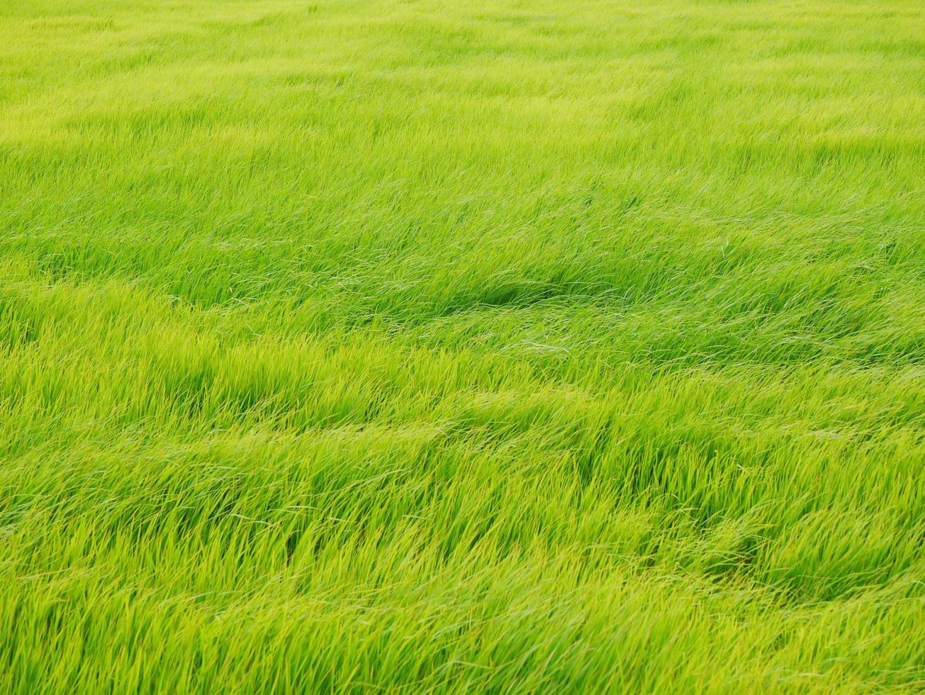 los verdes campos de arroz se mecen con el viento en el fondo. foto