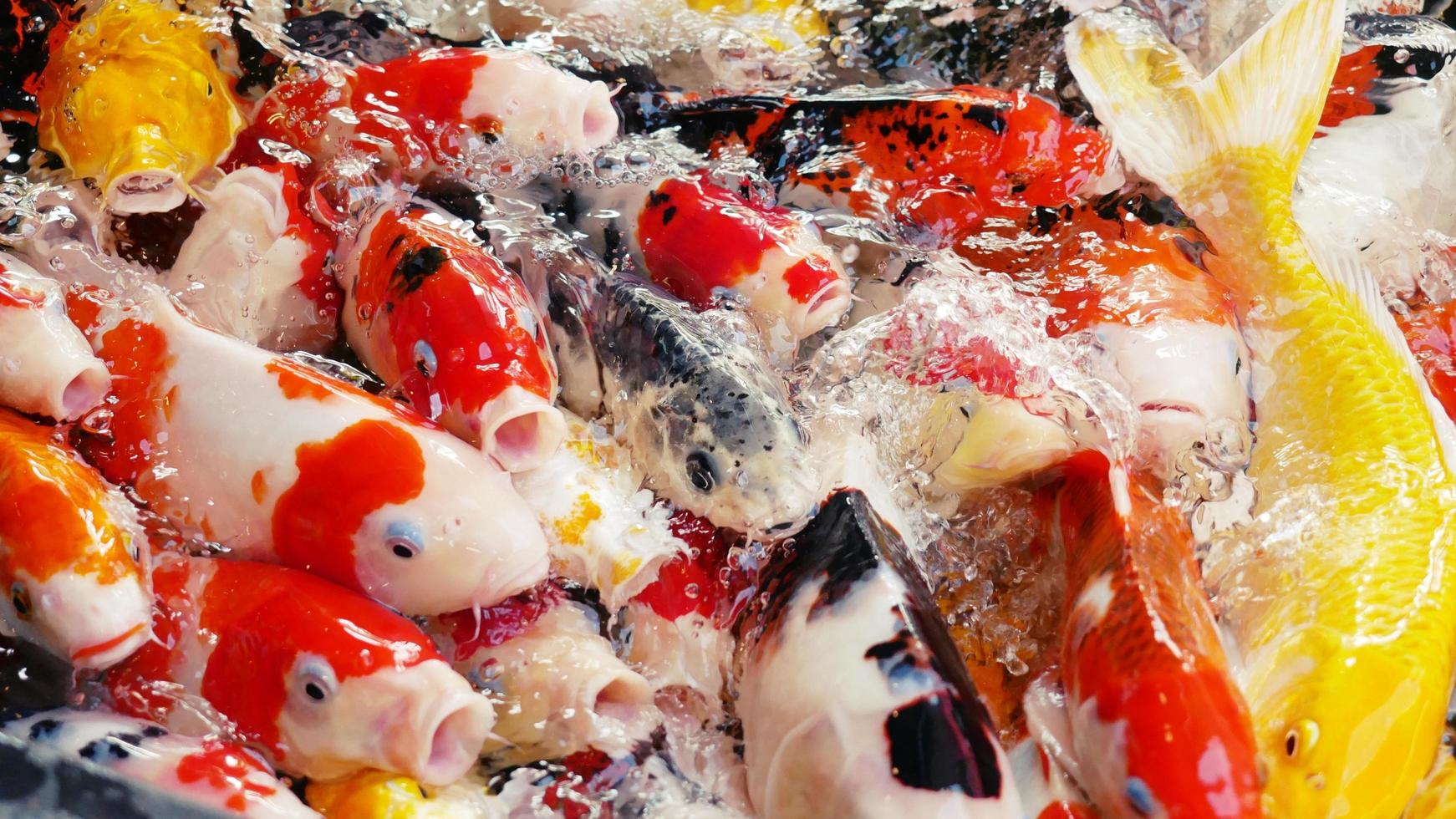 Colorful carp in the beautiful, colorful koi pond swim in clear water. photo