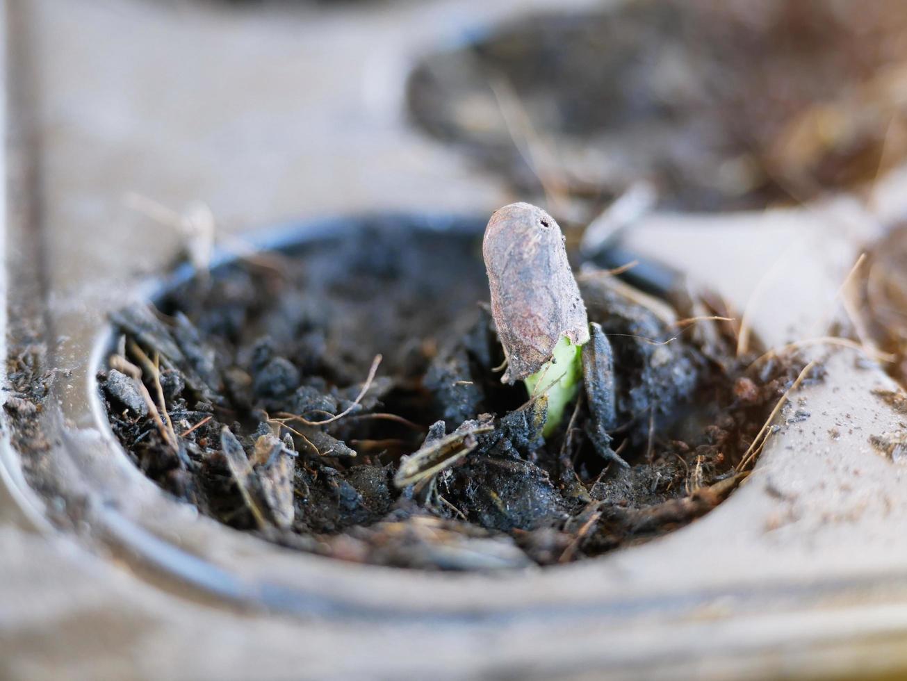 el crecimiento de las plantas cultivadas en la bandeja de hoyo. foto