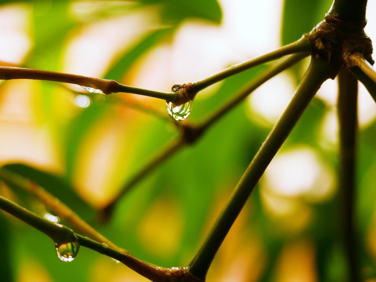 Water droplets perched on the branches after the rain photo