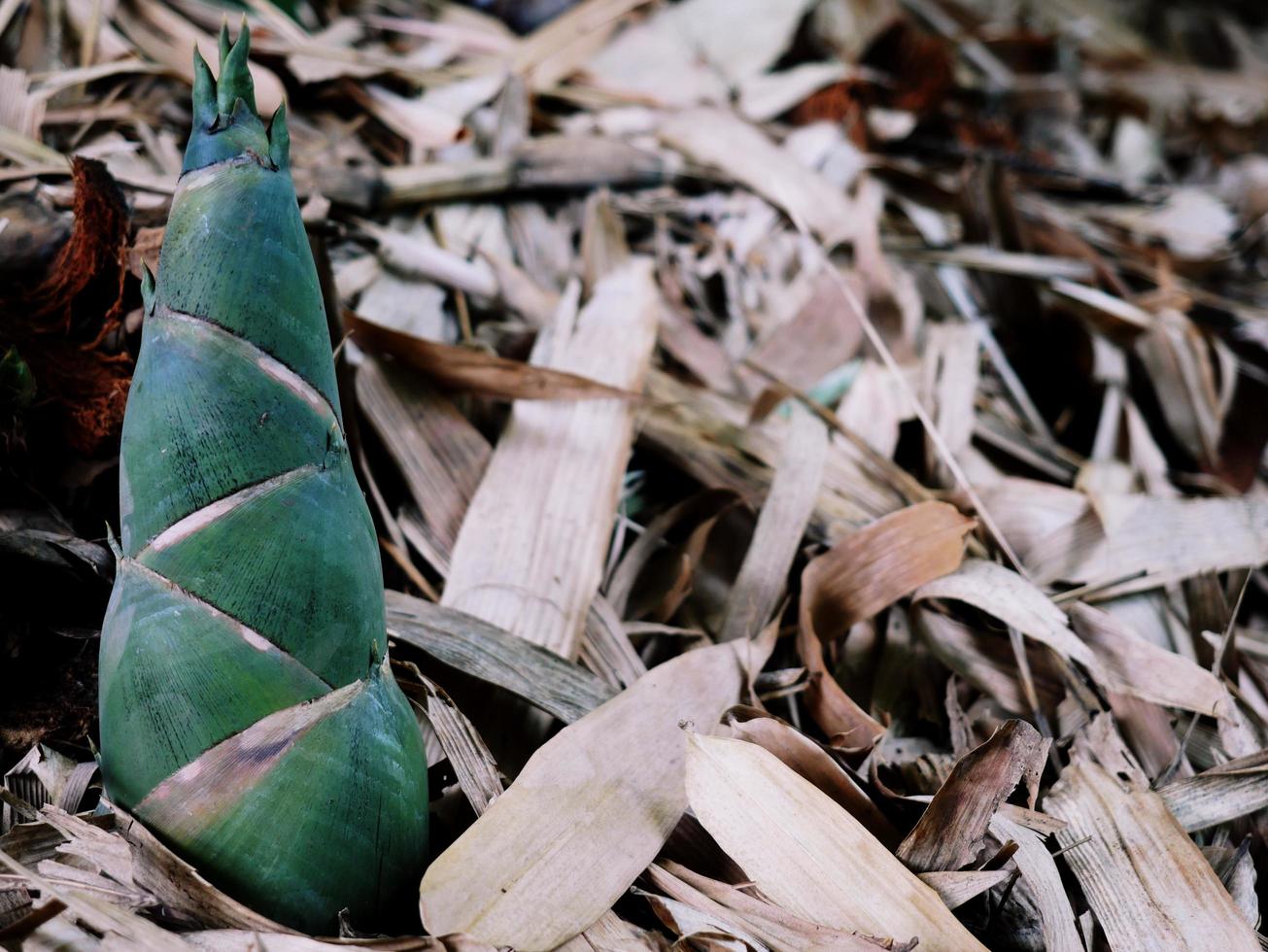 Bamboo shoots growing in a beautiful bamboo forest. photo