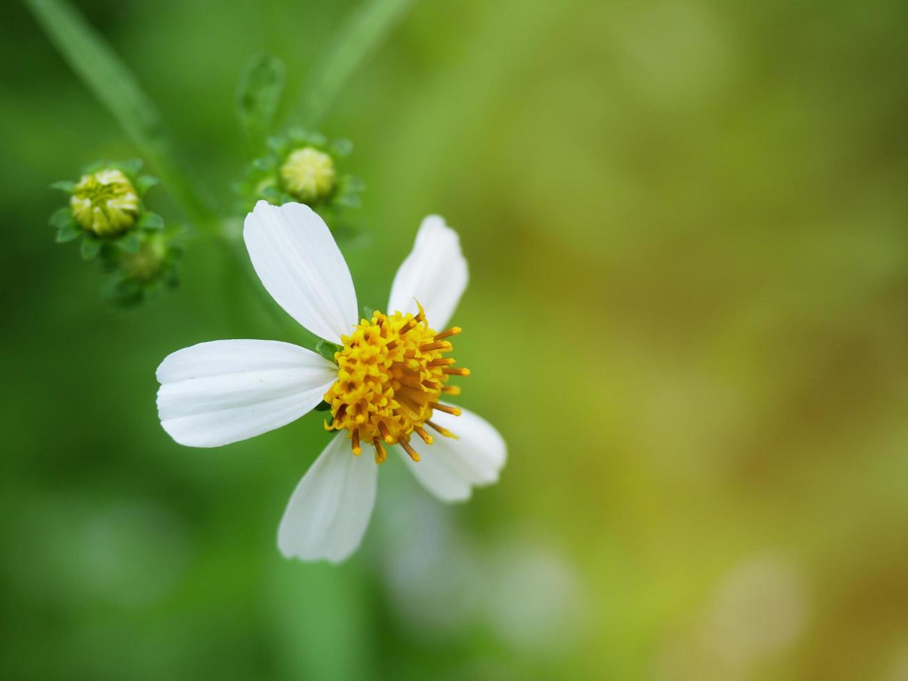 Grass flowers are born on the natural side of the road. photo