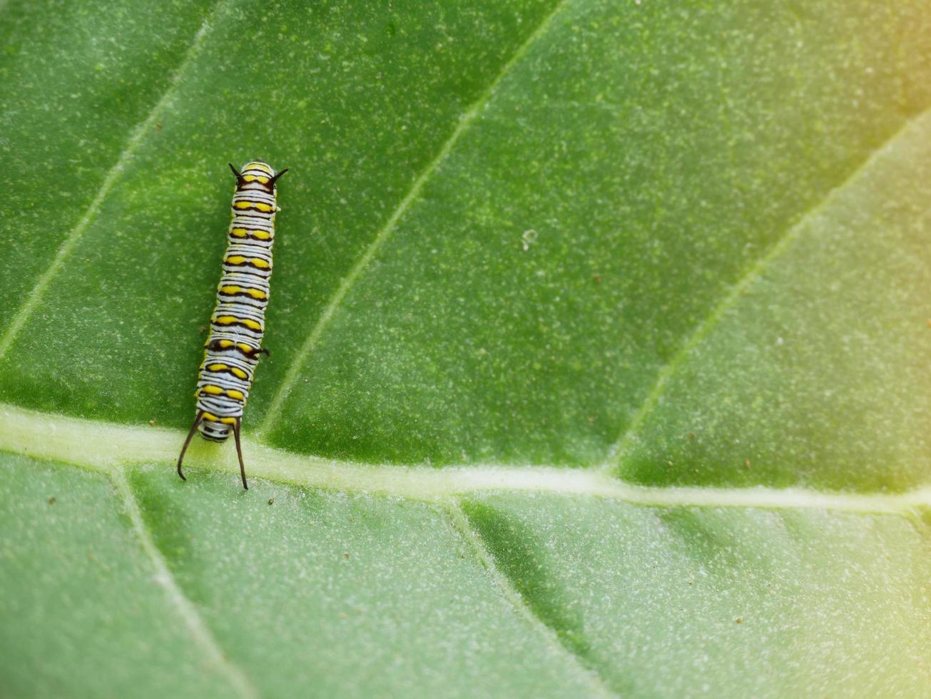 The caterpillar is climbing on the green leaf. photo