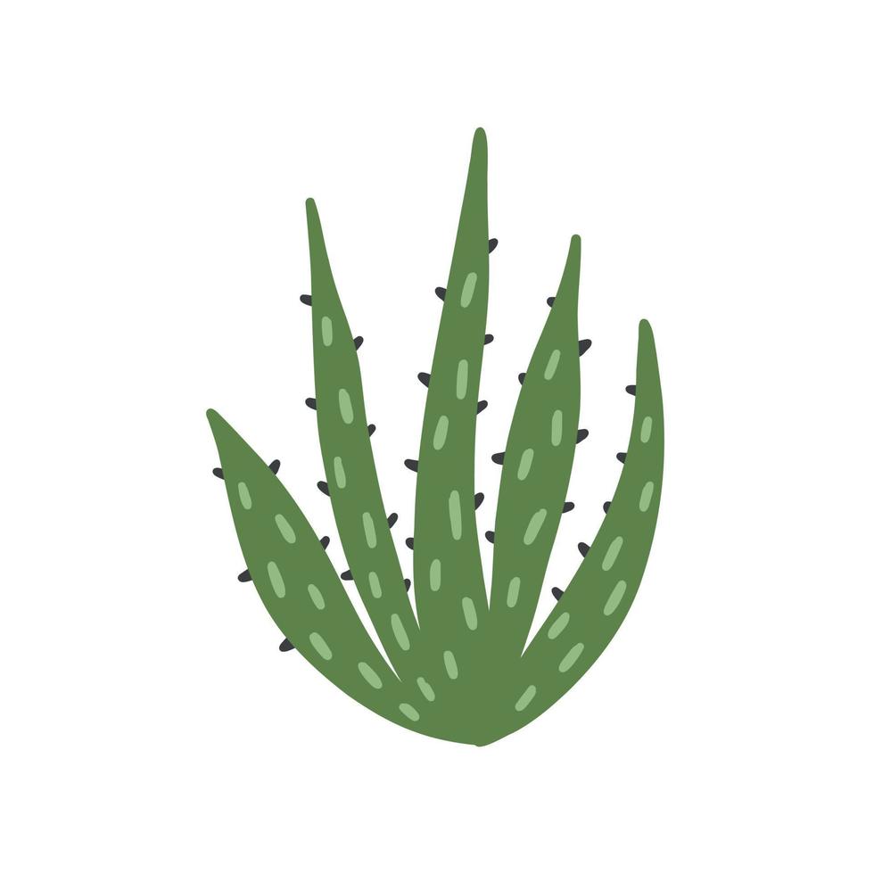 Green aloe plant vector