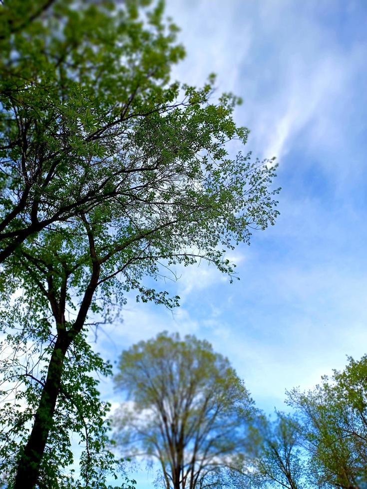 Foliage Forest Trees photo