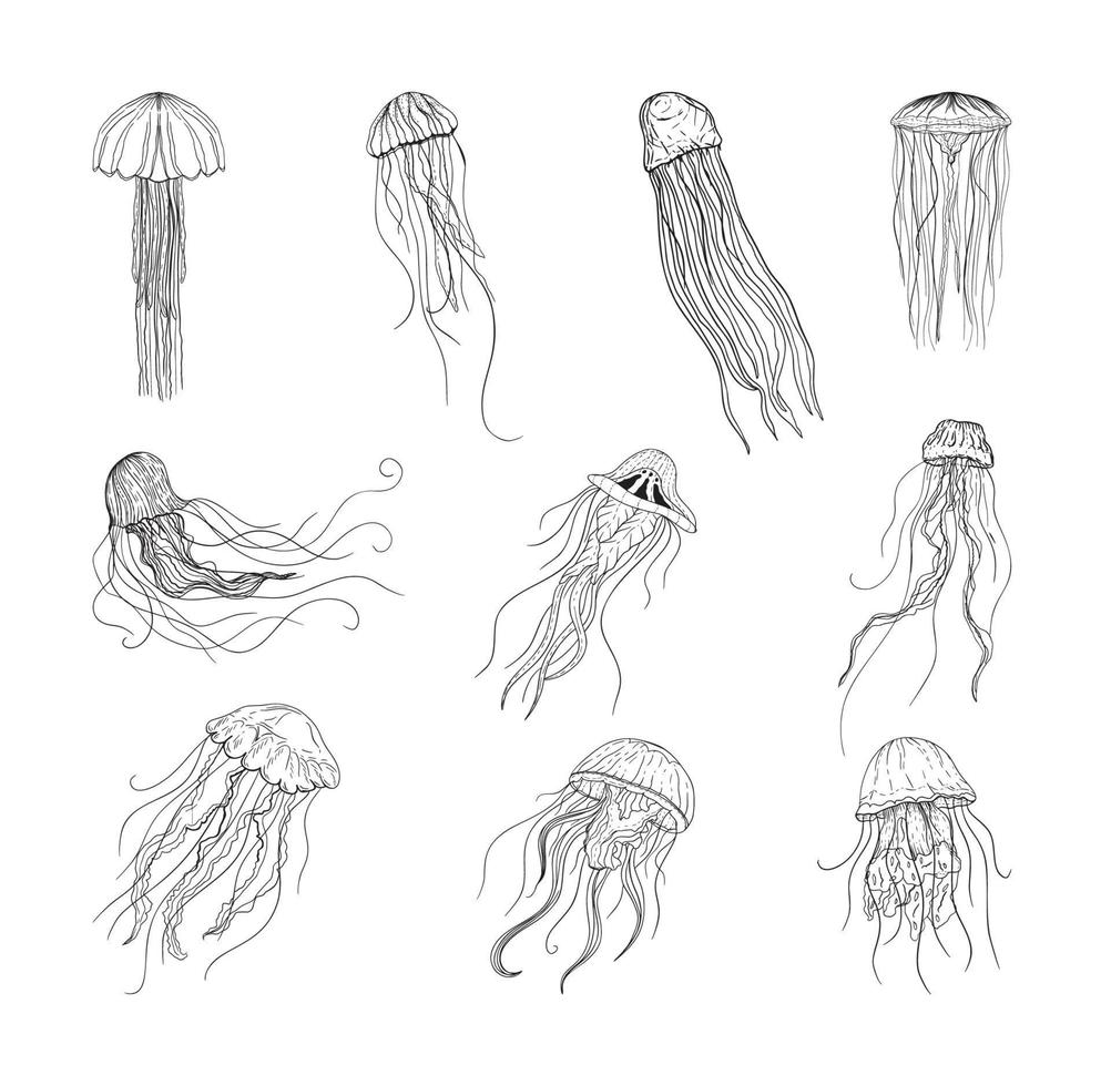 Jellyfish Illustrations in Art Ink Style vector