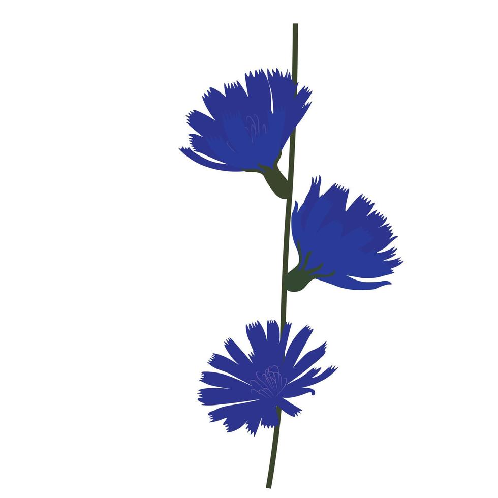 Ilustración de stock vectorial de achicoria. flores azules en un tallo verde. planta. Aislado en un fondo blanco. vector