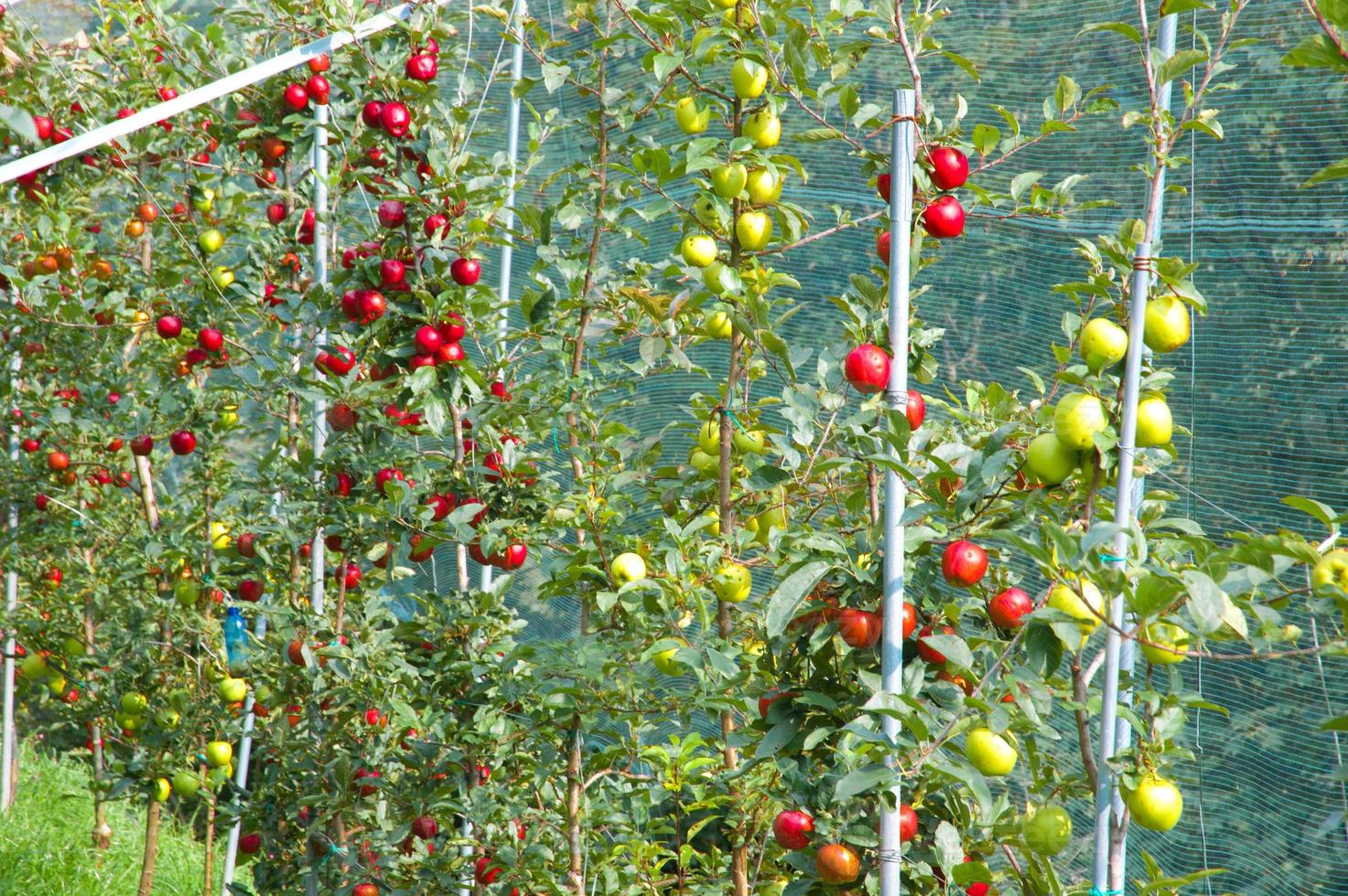 Apple in plantation photo