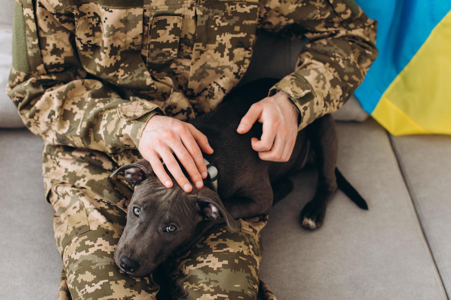 A Ukrainian soldier in military uniform is sitting on a sofa with his faithful friend, an Amstaff dog, on the background yellow and blue flag. photo