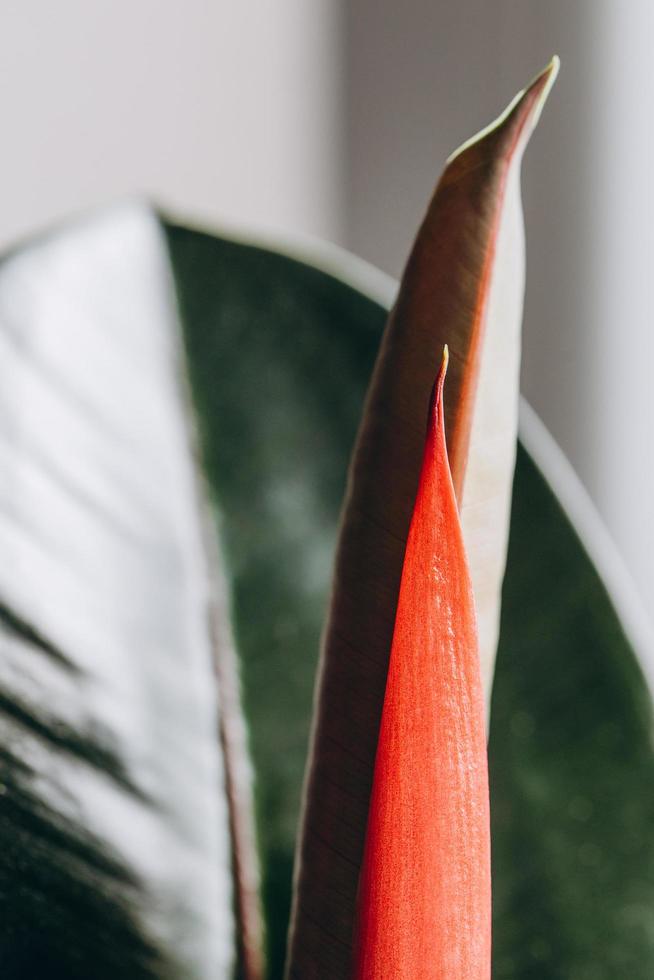 Fresh and young ficus leaves and its structure in macro photo