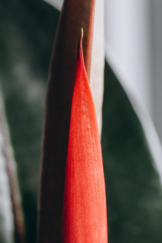 Fresh and young ficus leaves and its structure in macro photo