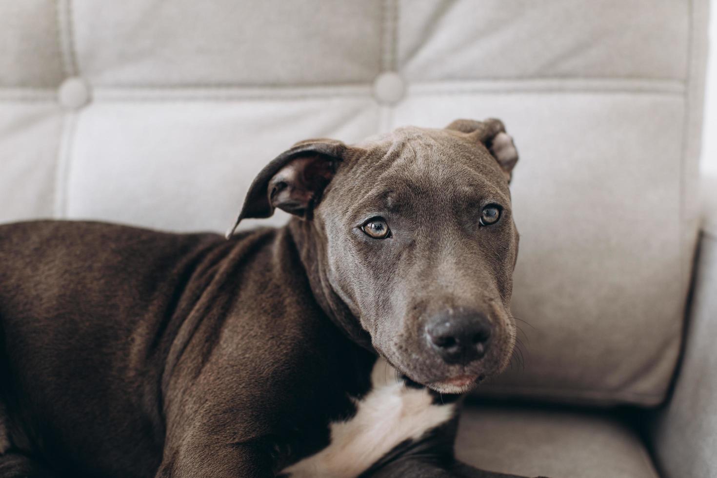 Amstaff puppy dog lying on a gray sofa at home. photo