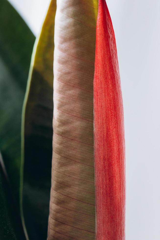 Fresh and young ficus leaves and its structure in macro photo