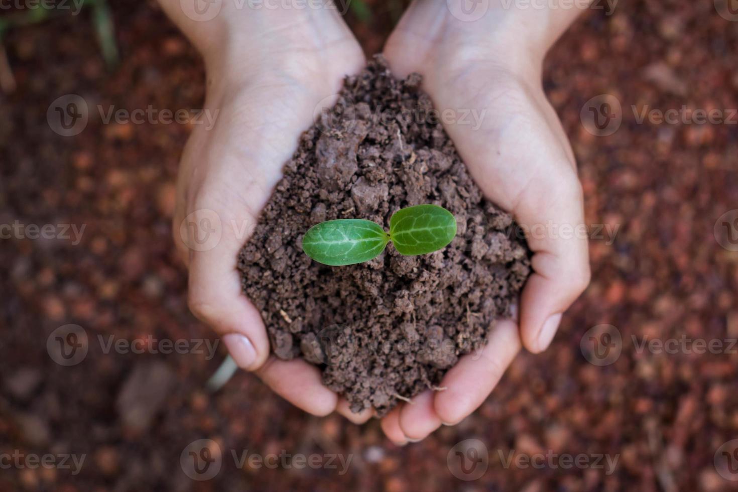 Planting trees to create a living, Concept planting tree. photo