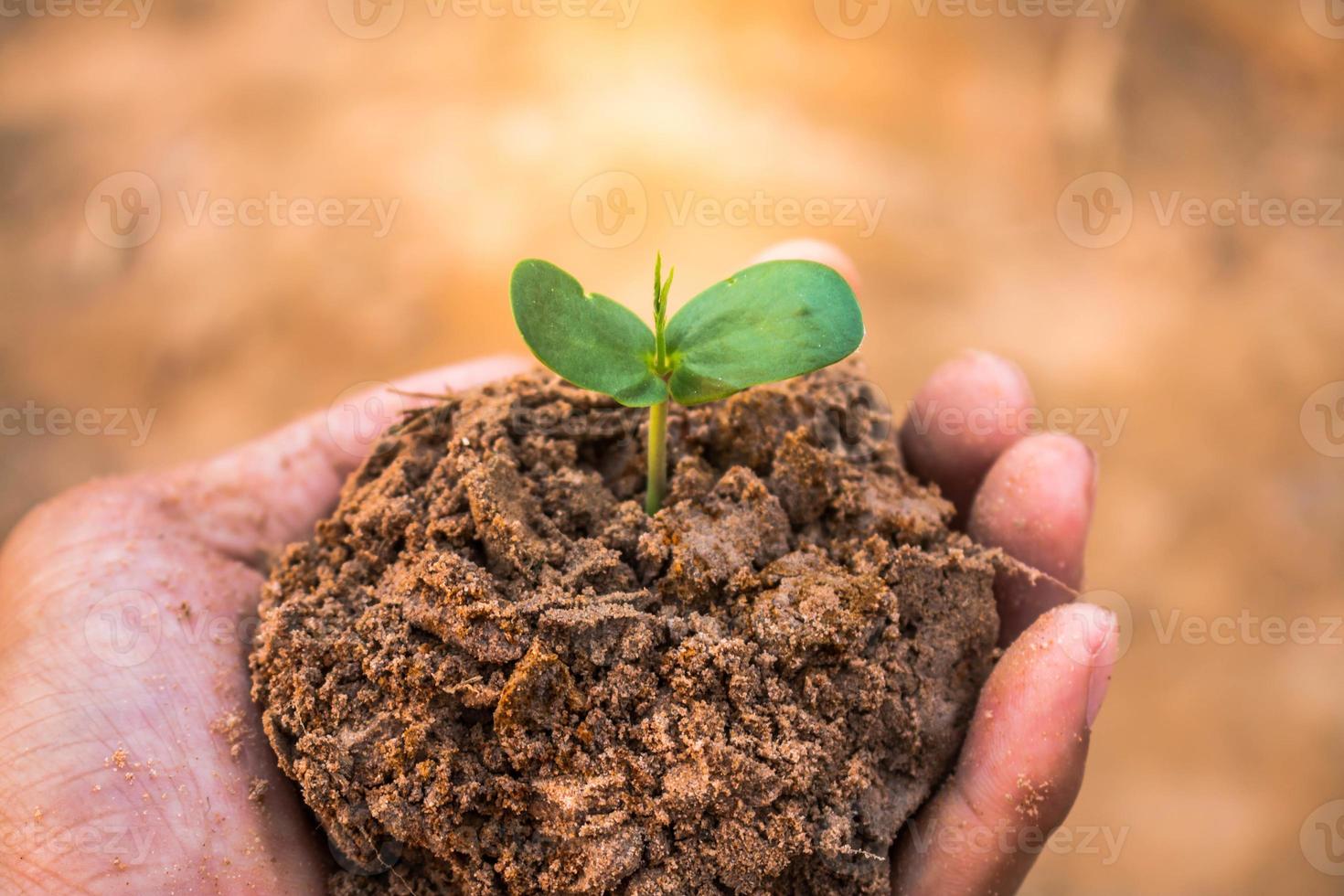 Hand for tree planting, Concept afforest. photo
