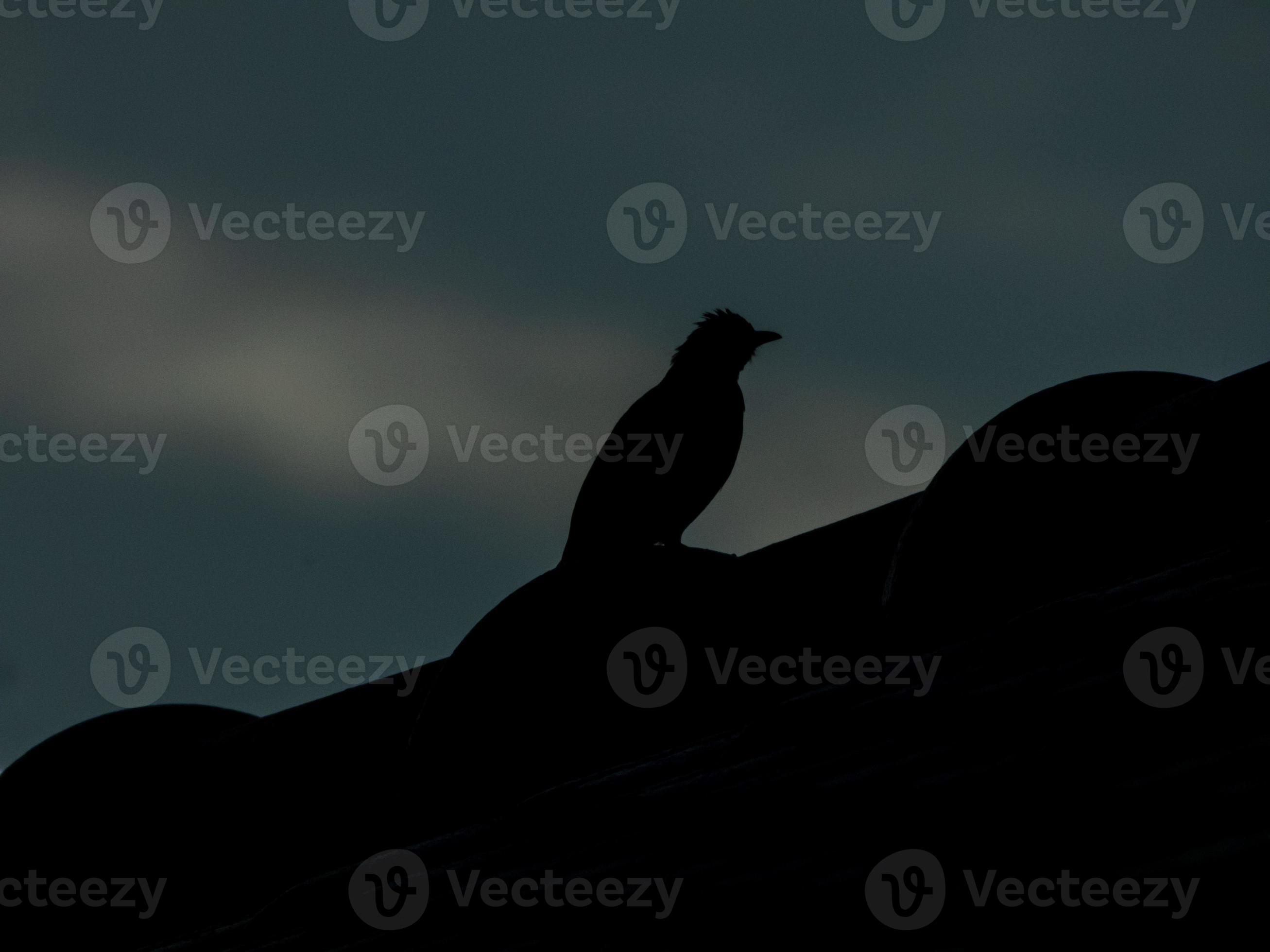 bird stand on the roof at night 8035590 Stock Photo at Vecteezy