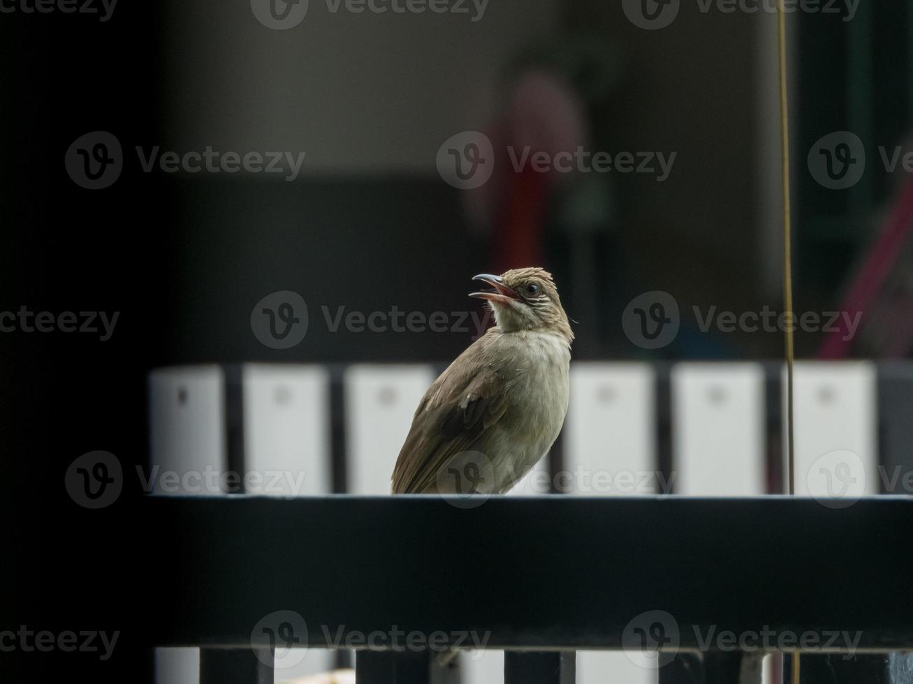 bulbul de orejas rayadas parado en la cerca foto