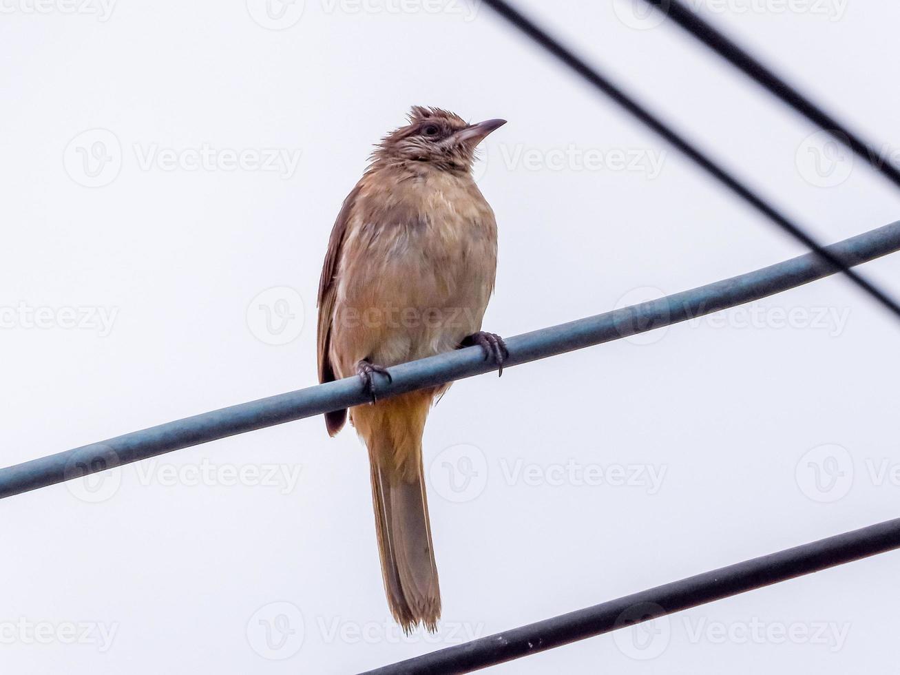 Streak-eared Bulbul perched on wire photo