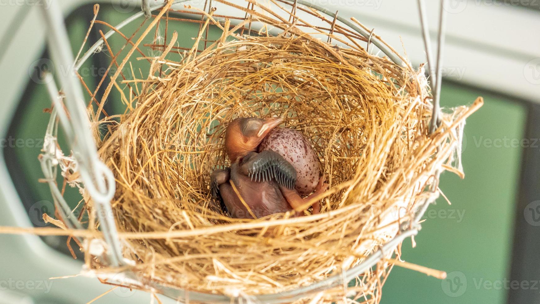 Nest of a bird in the nature photo