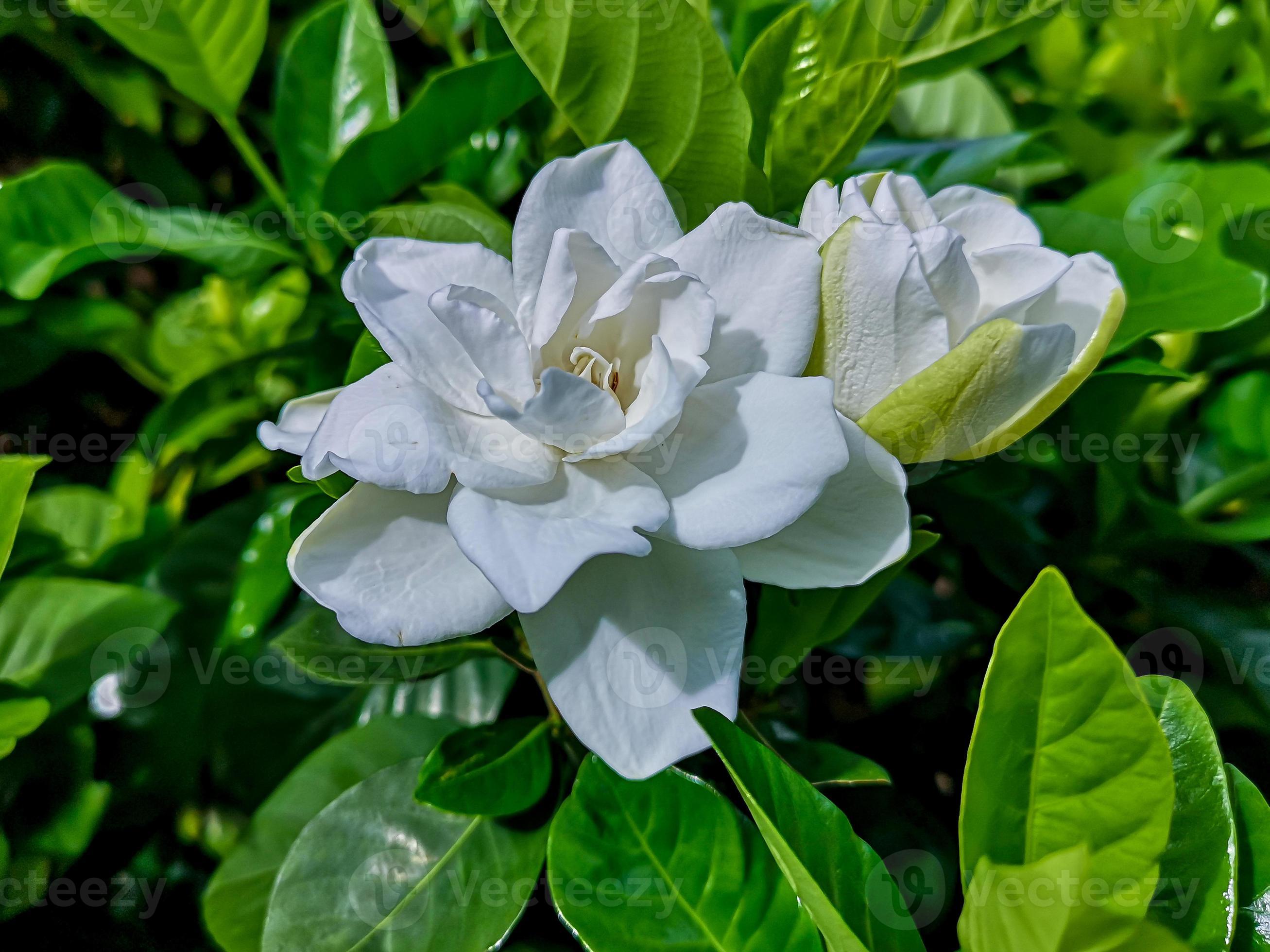 flor de gardenia que florece en el jardín 8035625 Foto de stock en Vecteezy flor de gardenia que florece en el jardín 8035625 Foto de stock en Vecteezy