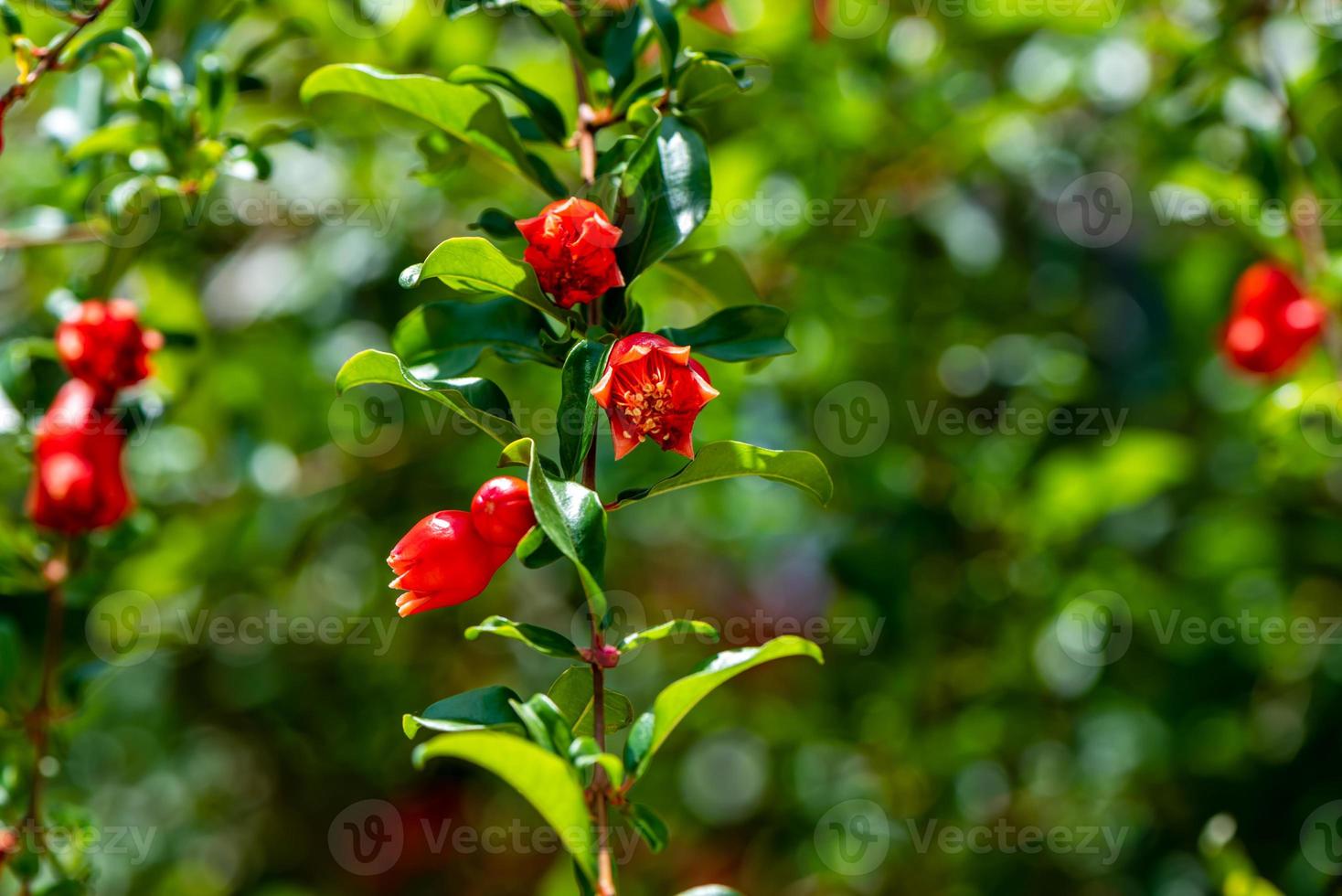 pomegranate on the tree in the garden photo