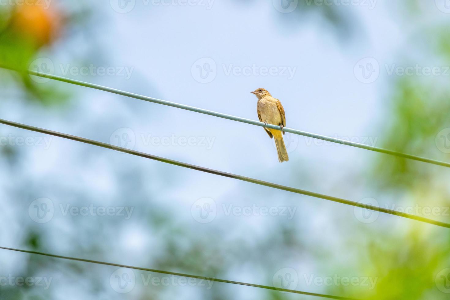 bulbul de orejas rayadas posado sobre un fondo borroso de alambre foto