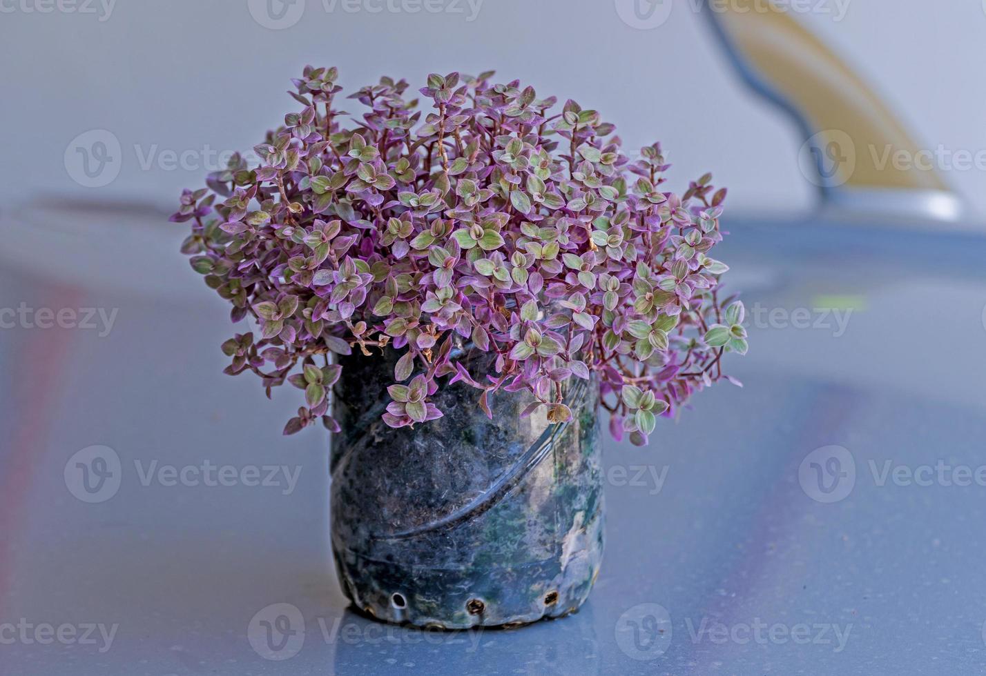 Callisia repens pink lady. House plants concept. photo