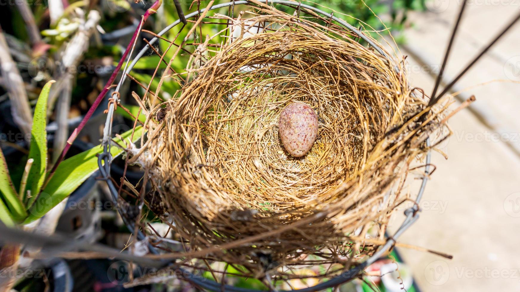 Red vented Bulbul eggs in nest before hatching in a domestic bird feeder photo