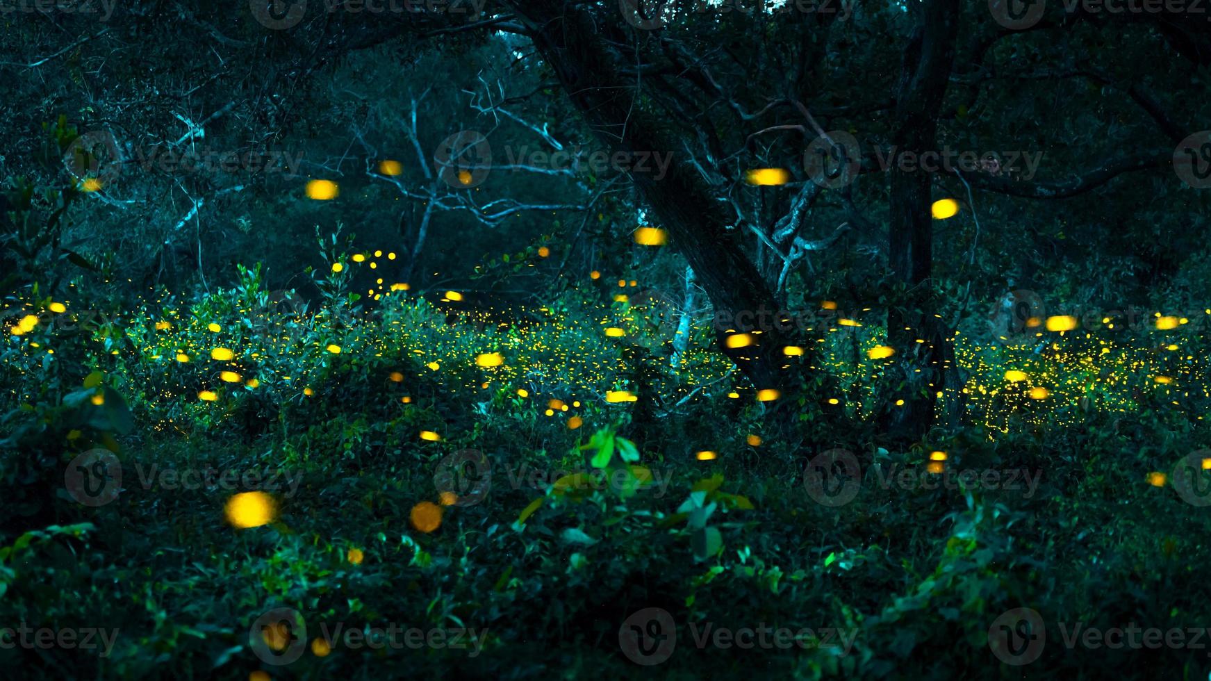 Firefly flying in the forest. Fireflies in the bush at night at Prachinburi, Thailand. Bokeh light of firefly flying in forest night time. Long exposure photos at night have noise, selective focus.