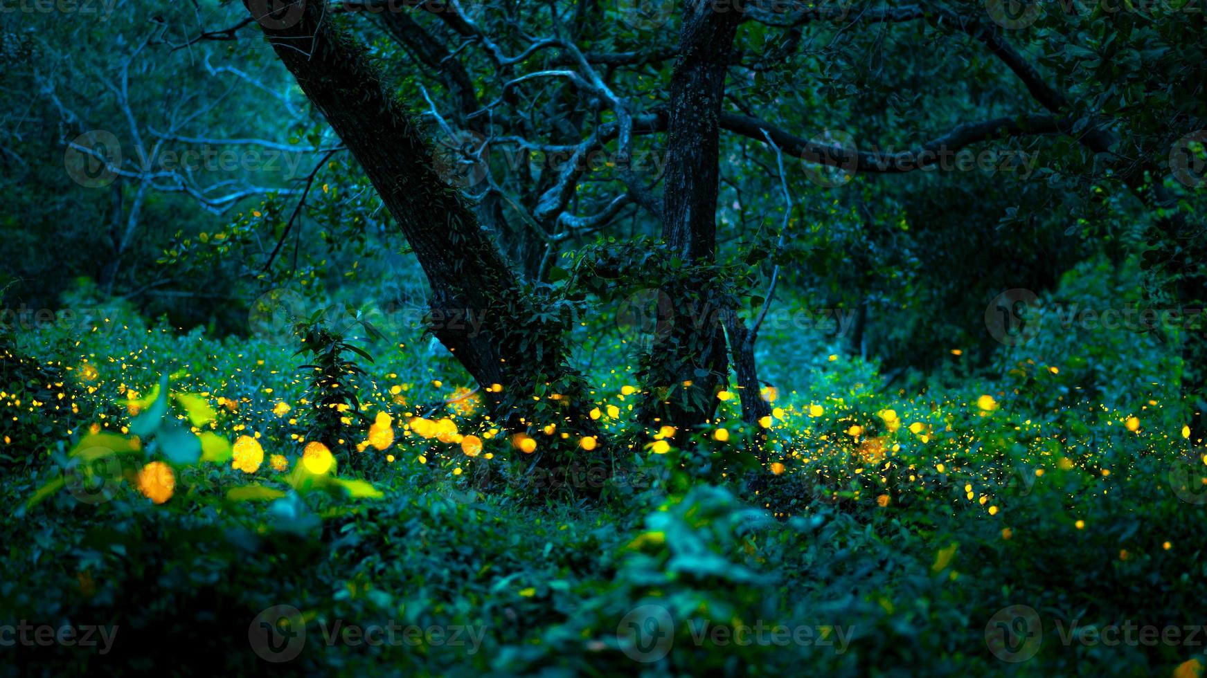 Firefly flying in the forest. Fireflies in the bush at night at Prachinburi, Thailand. Bokeh light of firefly flying in forest night time. Long exposure photos at night have noise, selective focus.