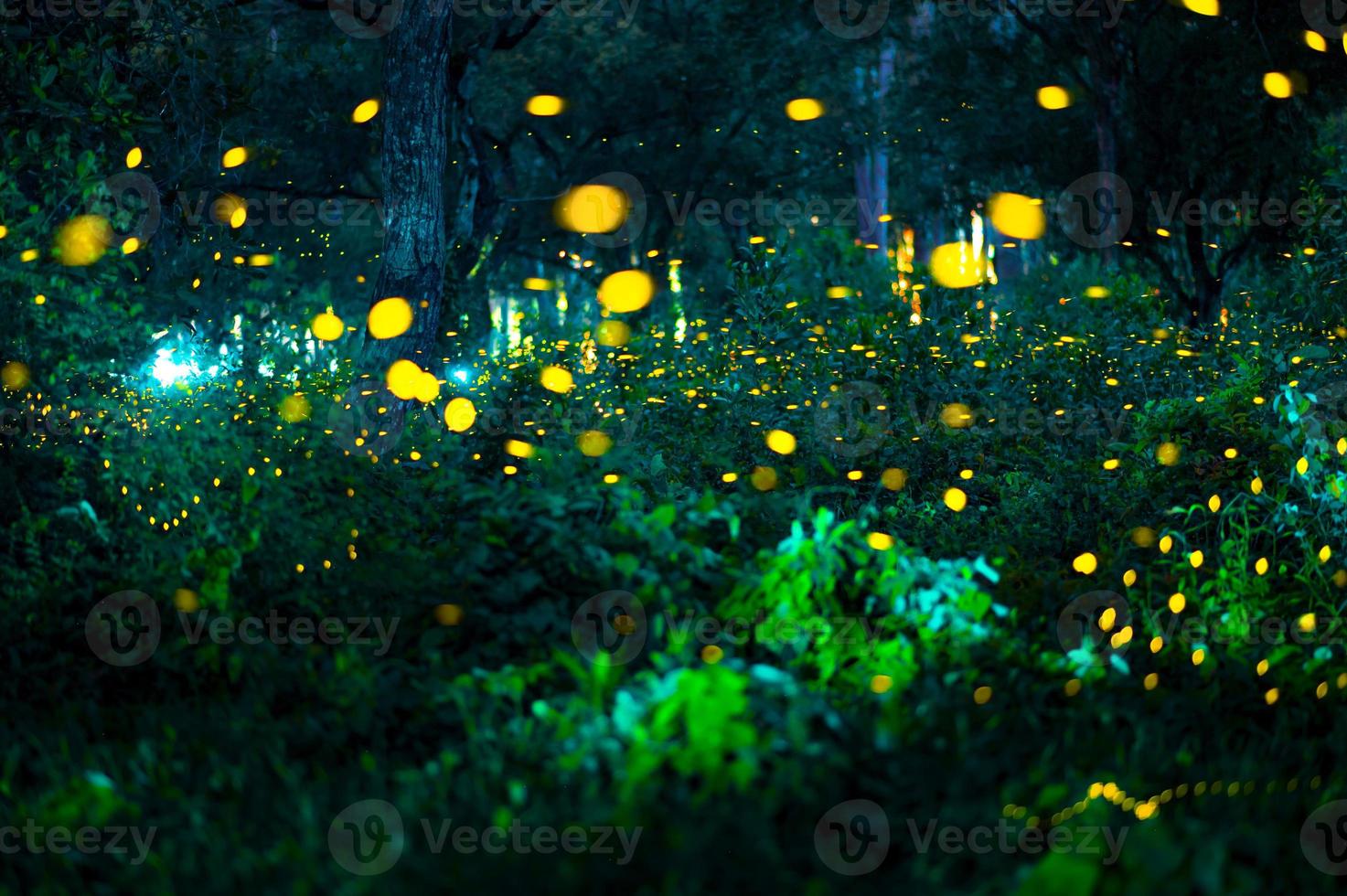 Firefly flying in the forest. Fireflies in the bush at night at Prachinburi, Thailand. Bokeh light of firefly flying in forest night time. Long exposure photos at night have noise, selective focus.