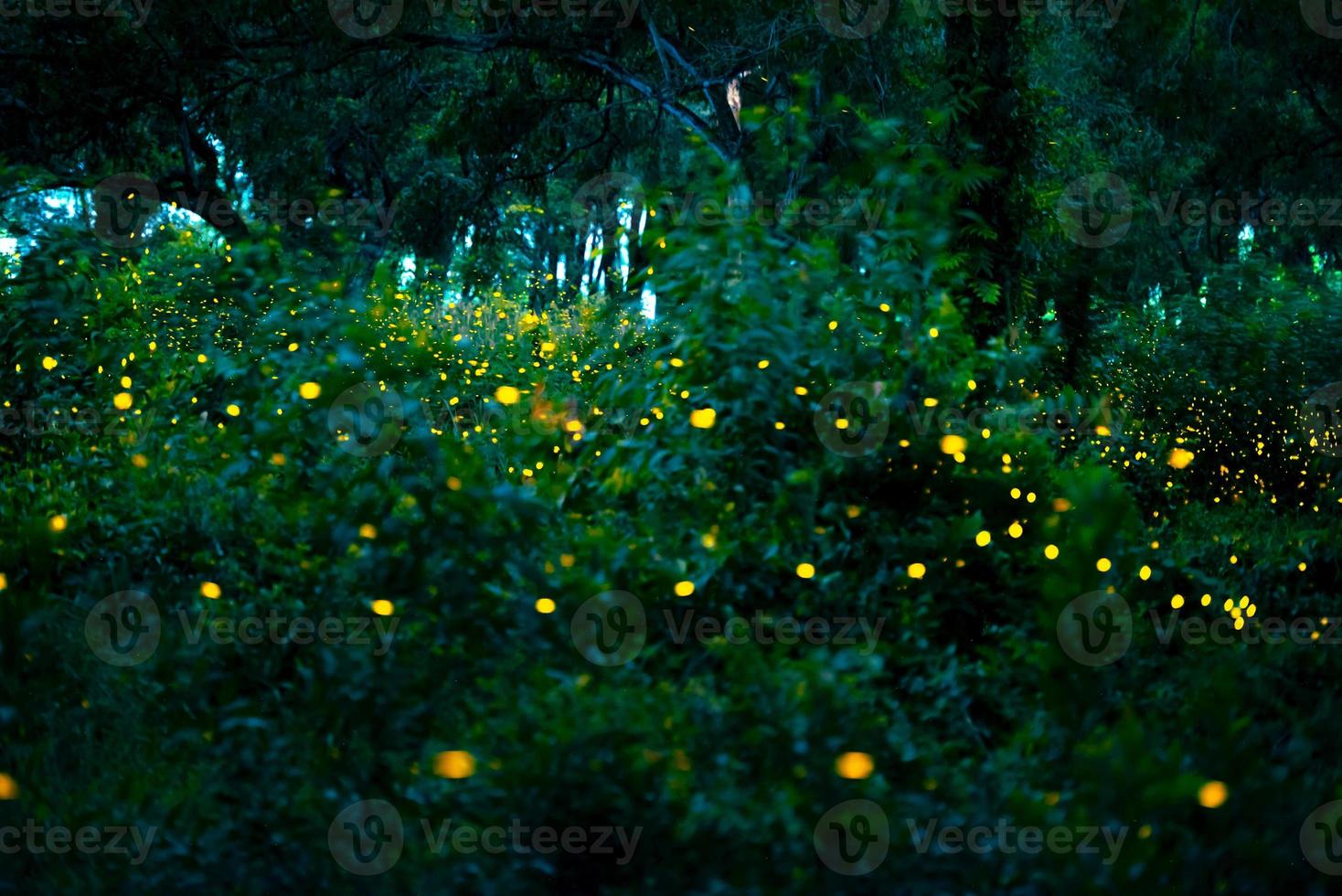 Firefly flying in the forest. Fireflies in the bush at night at Prachinburi, Thailand. Bokeh light of firefly flying in forest night time. Long exposure photos at night have noise, selective focus.