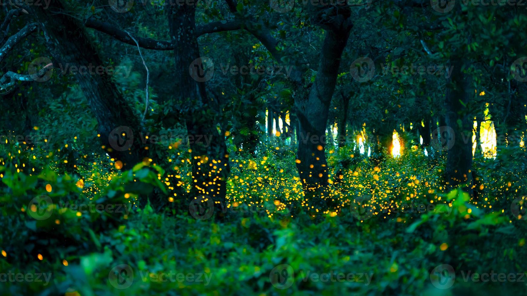 Firefly flying in the forest. Fireflies in the bush at night at Prachinburi, Thailand. Bokeh light of firefly flying in forest night time. Long exposure photos at night have noise, selective focus.
