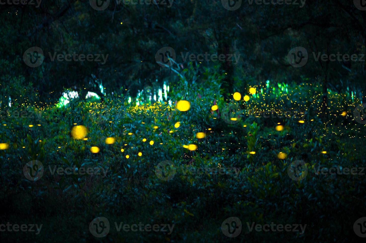 Firefly flying in the forest. Fireflies in the bush at night at Prachinburi, Thailand. Bokeh light of firefly flying in forest night time. Long exposure photos at night have noise, selective focus.