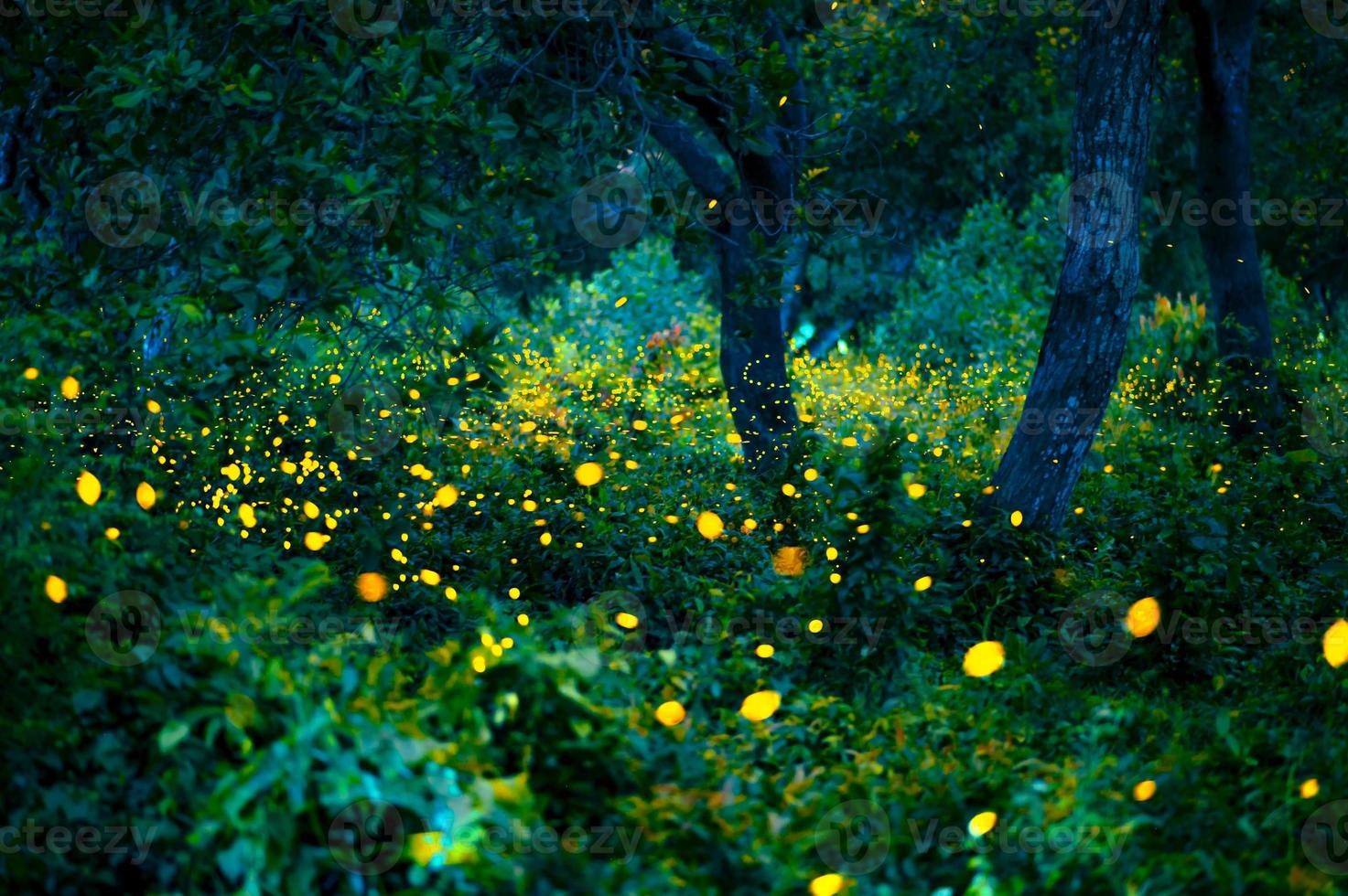 Firefly flying in the forest. Fireflies in the bush at night at Prachinburi, Thailand. Bokeh light of firefly flying in forest night time. Long exposure photos at night have noise, selective focus.