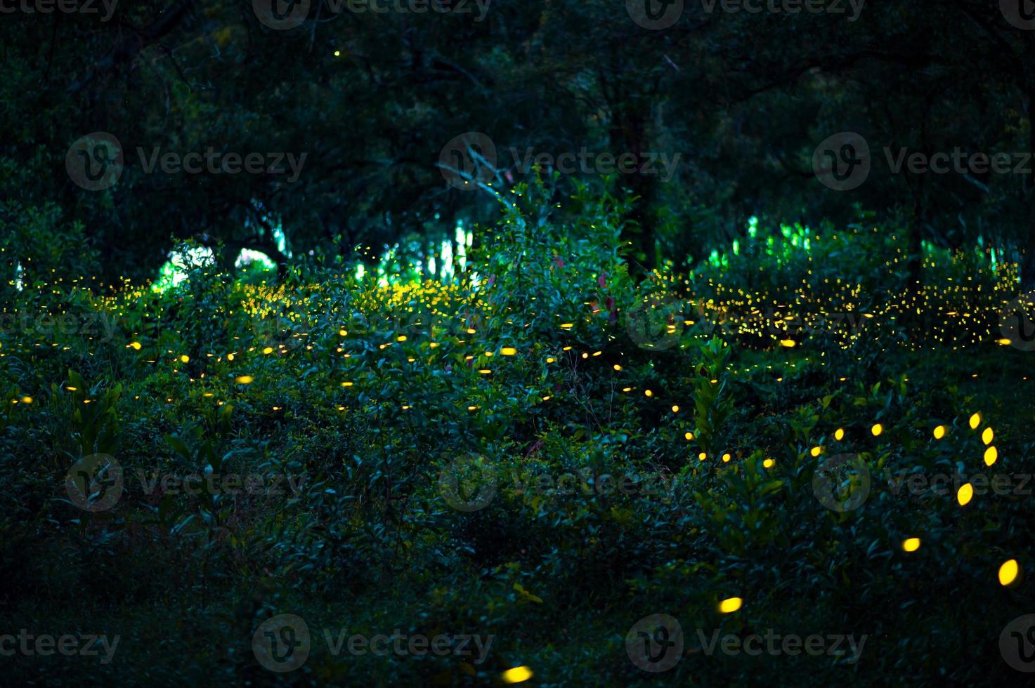 Firefly flying in the forest. Fireflies in the bush at night at Prachinburi, Thailand. Bokeh light of firefly flying in forest night time. Long exposure photos at night have noise, selective focus.