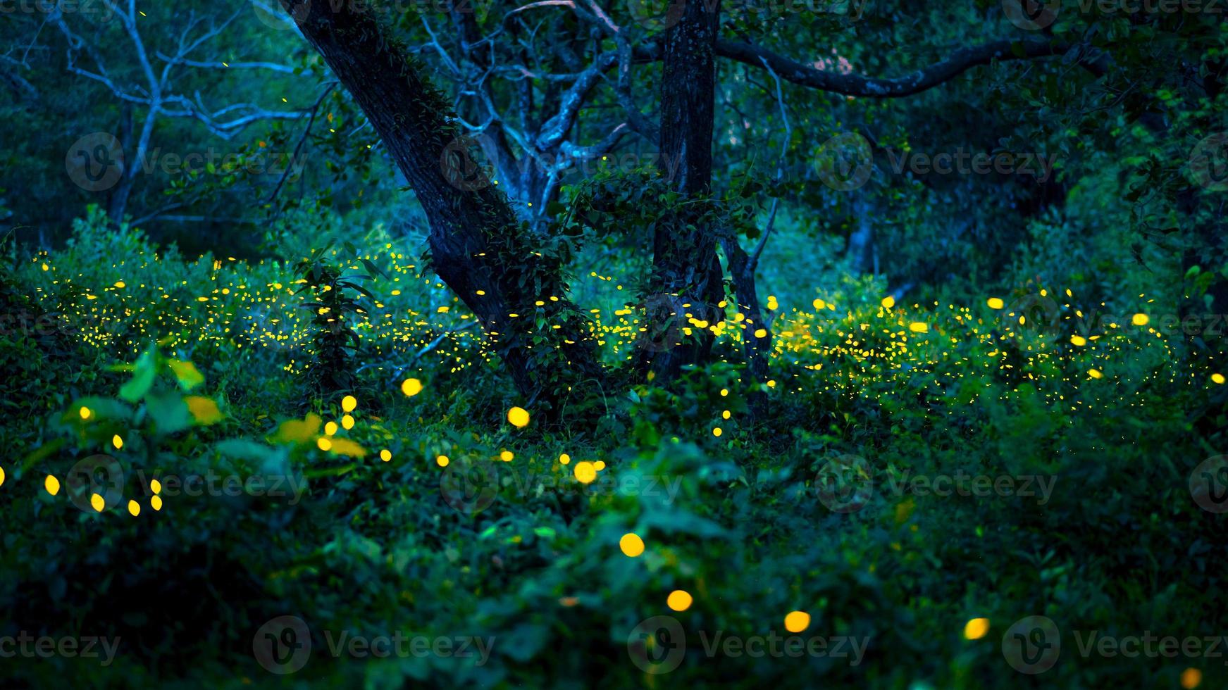 Firefly flying in the forest. Fireflies in the bush at night at Prachinburi, Thailand. Bokeh light of firefly flying in forest night time. Long exposure photos at night have noise, selective focus.